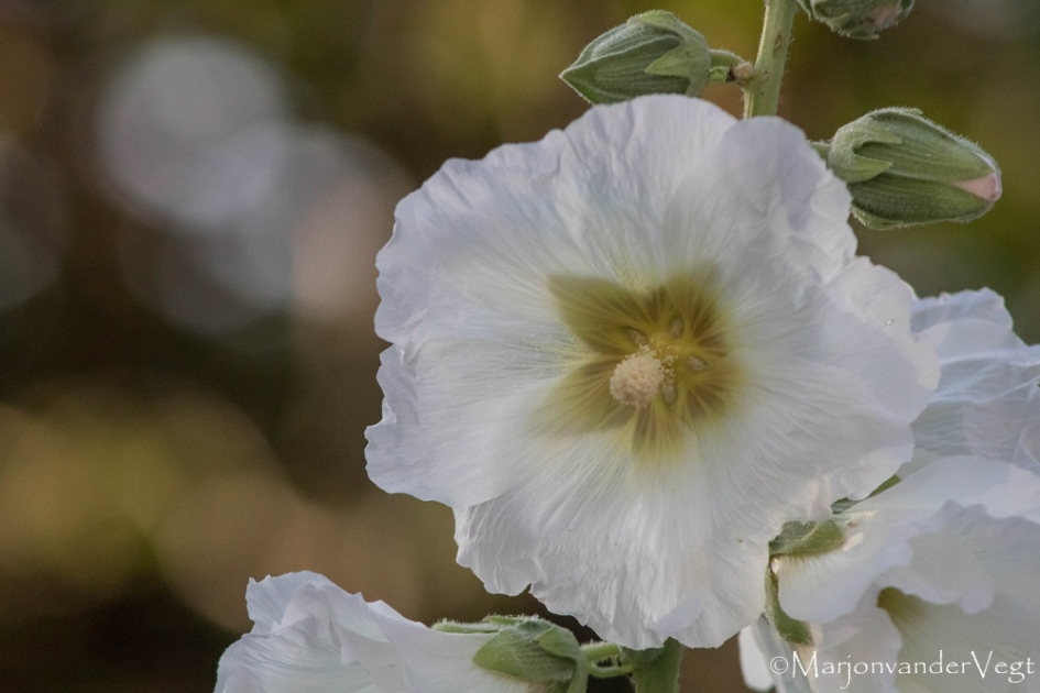 Hibiscus - Planten - Hibiscus