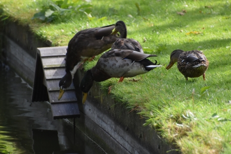 Hoe komen we in het water?