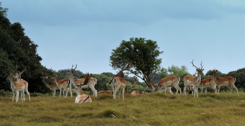 Hoelang nog?! - Zoogdieren - Damhert