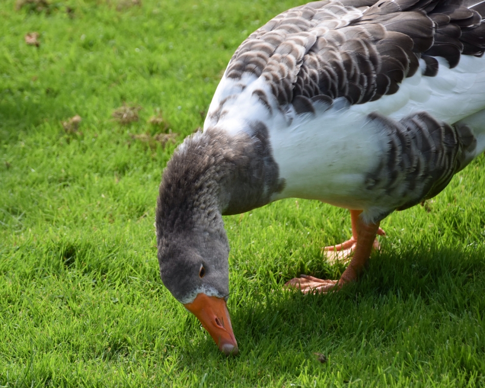 Hongerig.. - Vogels - 