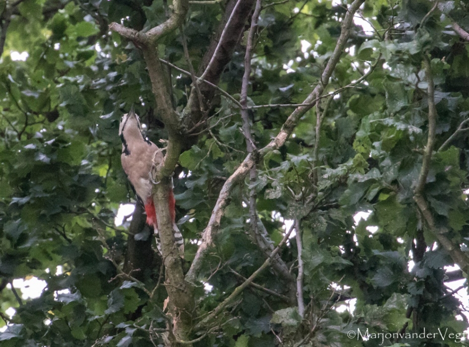 Hoog sammie - Vogels - bonte specht