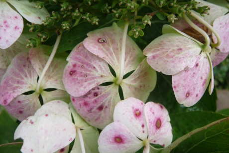 Hortensia