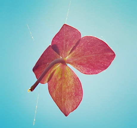 Hortensiabloempje aan Spinrag