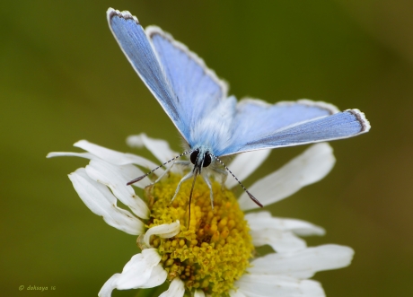 Icarusblauwtje