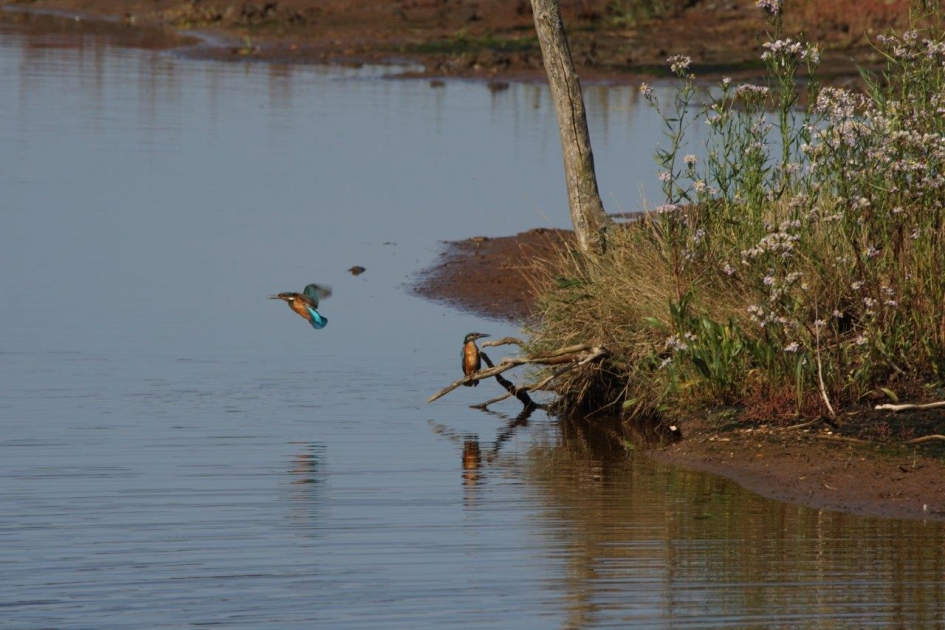 Ijsvogel 2 - Vogels - ijsvogel