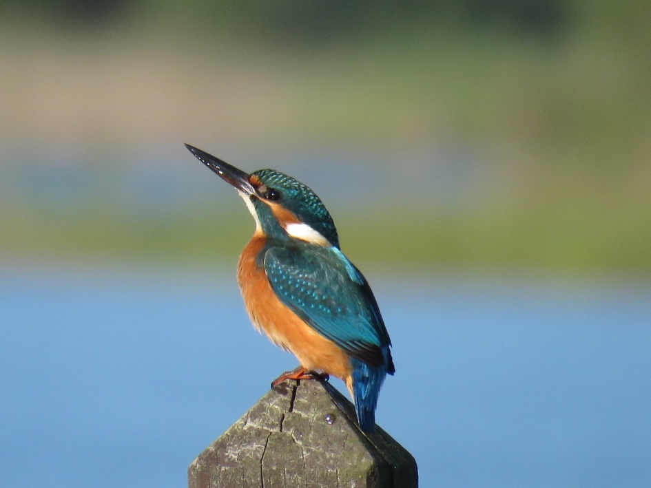 IJsvogel - Vogels - 