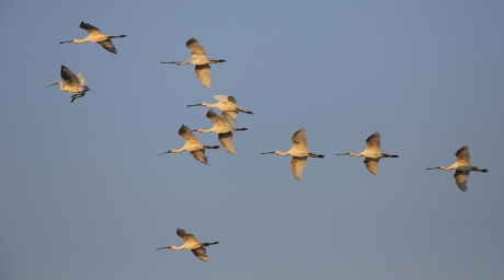Ik ben vandaag .....