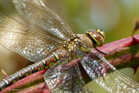 Ik zoek een paard...