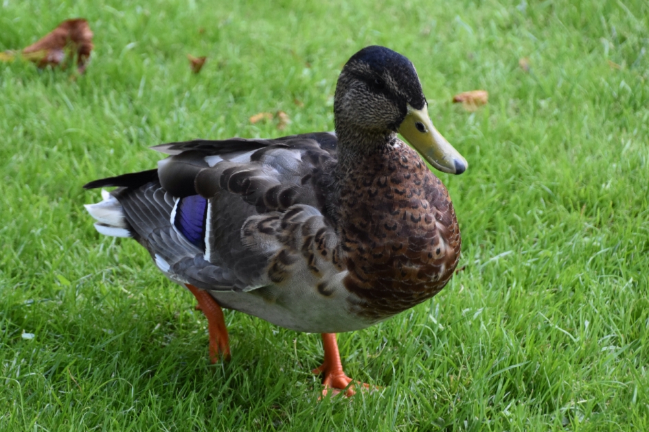 In de rui - Vogels - 