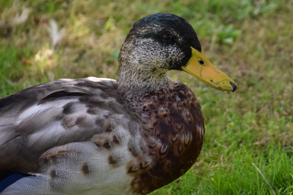 In de rui.. - Vogels - 