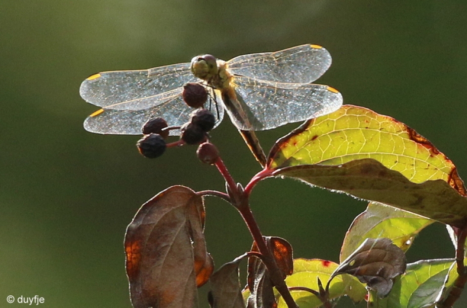 in het licht - Geleedpotigen - 