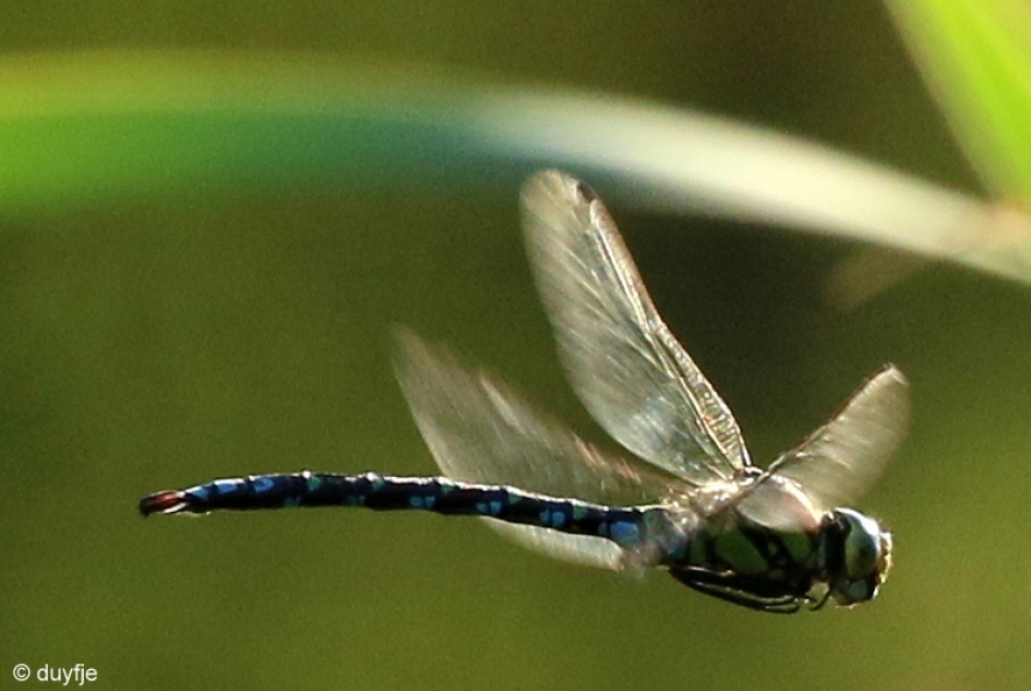 In vlucht - Geleedpotigen - Grote Keizerlibelle