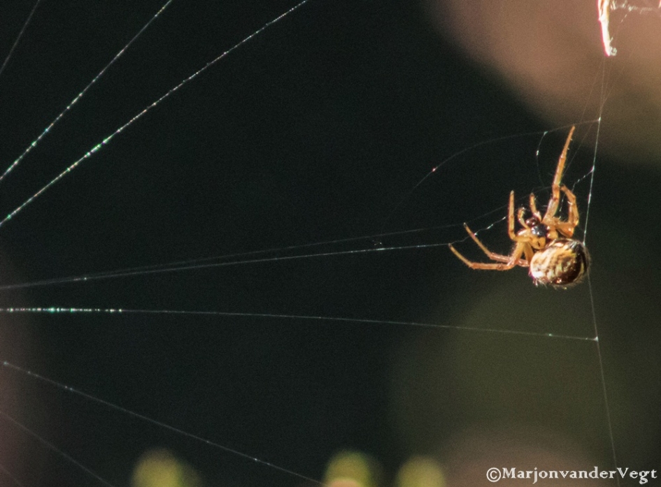Ingewikkeld - Geleedpotigen - spin