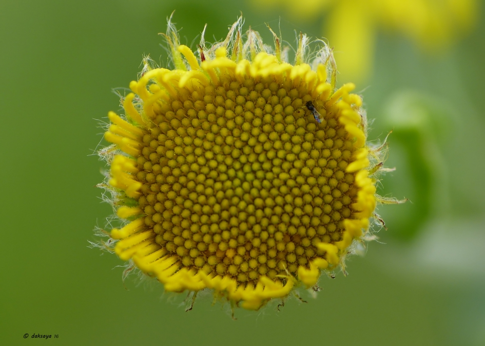 Inkijk 2 - Planten - 