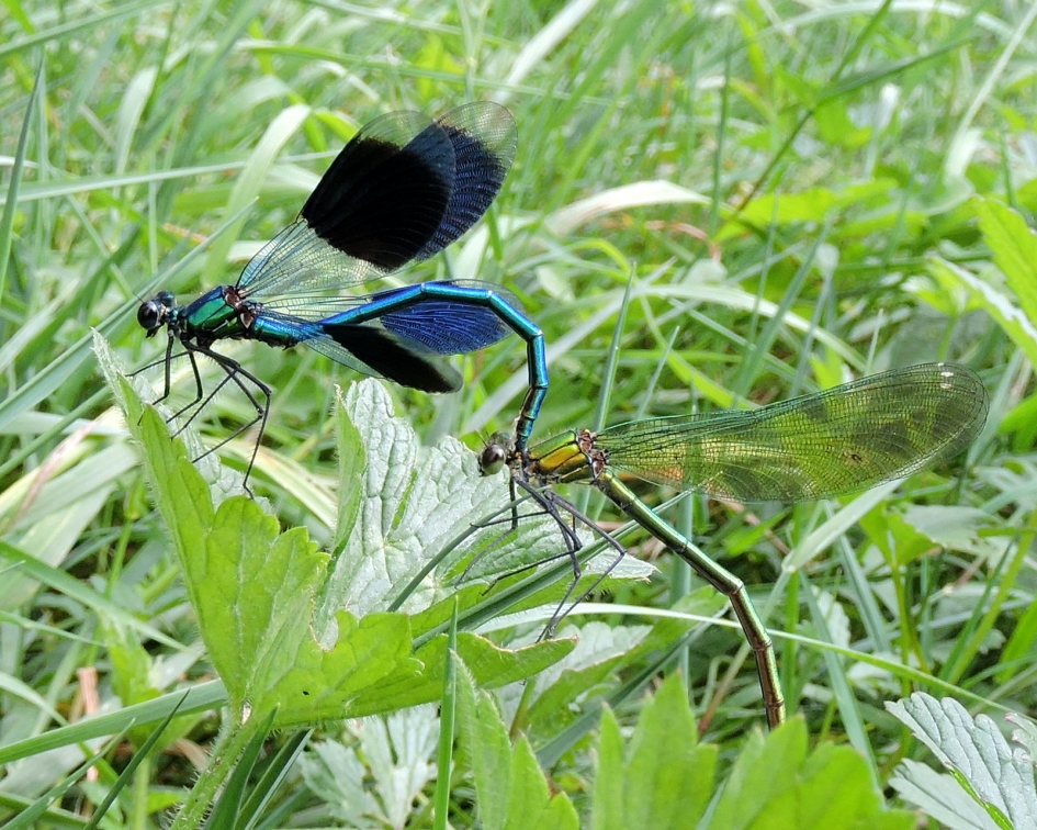 Innig samen - Geleedpotigen - Weidebeekjuffer