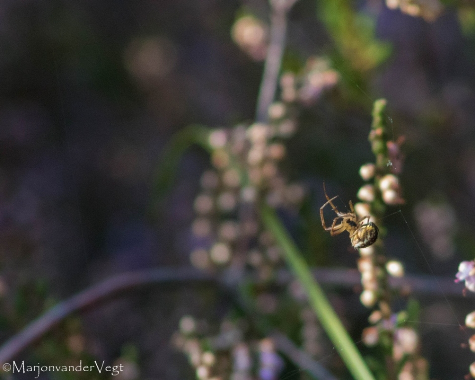 itsy bitsy spider - Geleedpotigen - spin