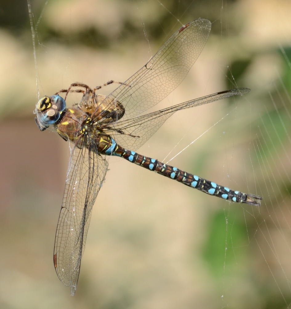 Jammer - Geleedpotigen - Paardenbijter