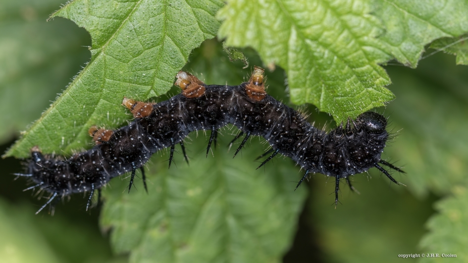 Jong 2 - Geleedpotigen - Dagpauwoog