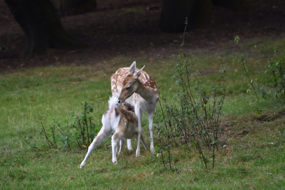 Jong geluk - Zoogdieren - 
