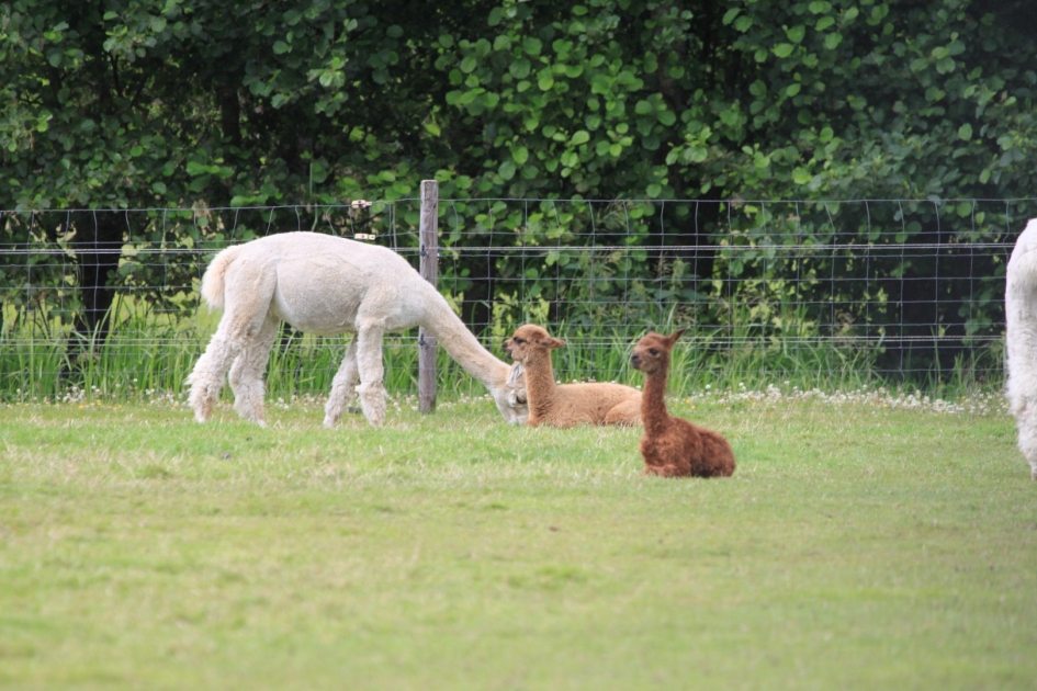 Jonge Alpaca's - Zoogdieren - 