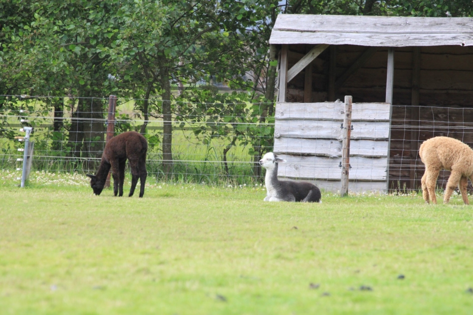 Jonge Alpaca's - Zoogdieren - 