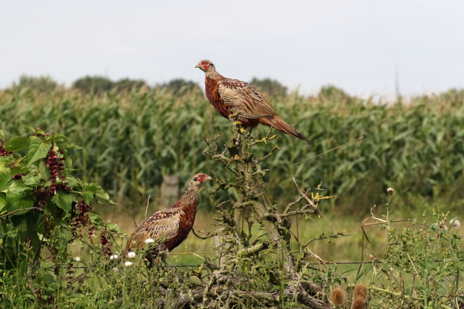 Jonge fazanten (3) - Vogels - 