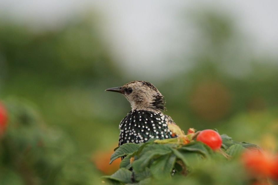 Jongespreeuw - Vogels - Spreeuw