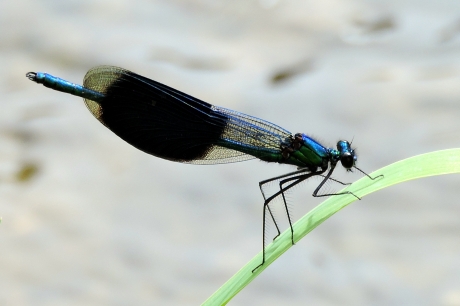Juffer met de blauwe band