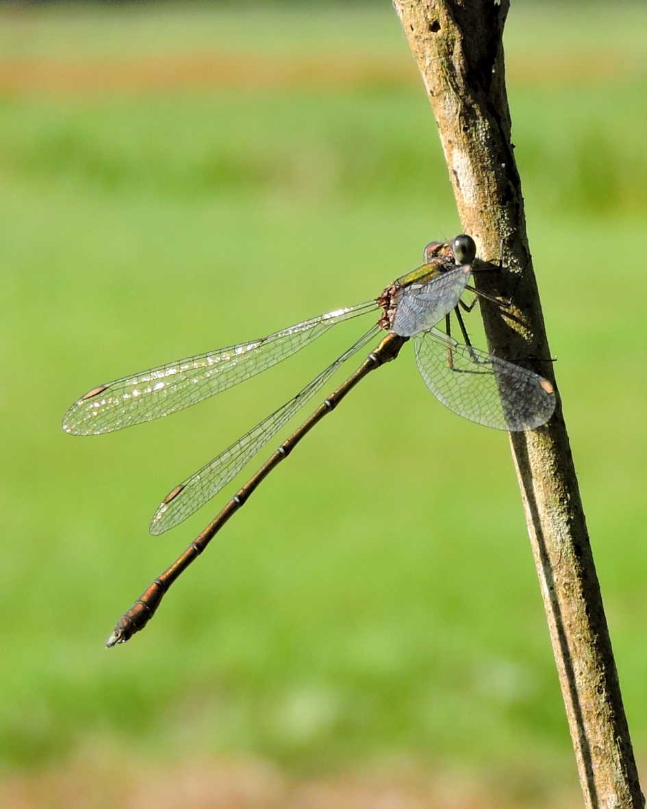 Juffertje - Geleedpotigen - Pantserjuffer