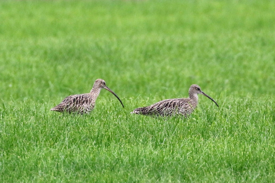 Jut en Jul - Vogels - 