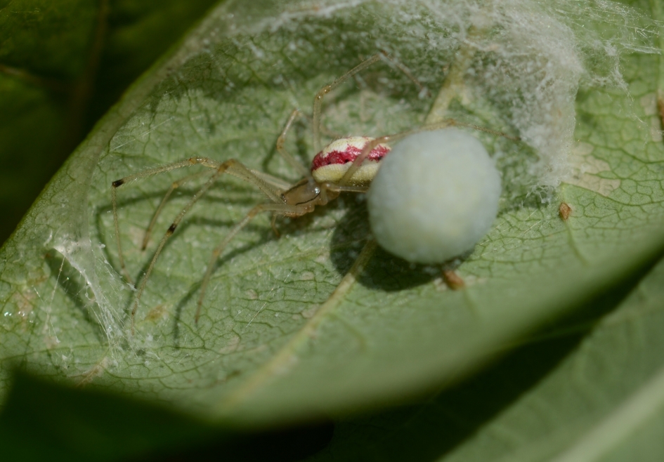 Gewone Tandkaak - Geleedpotigen - Gewone Tandkaak.