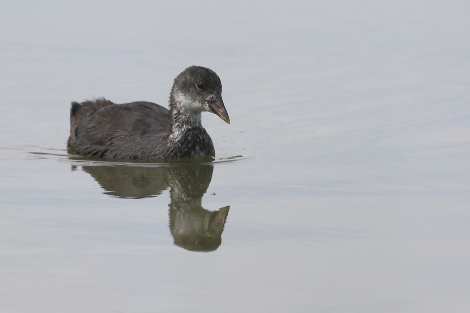 juveniele meerkoet - Vogels - 