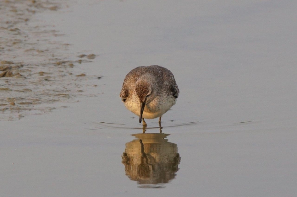 Kanoet - Vogels - kanoet