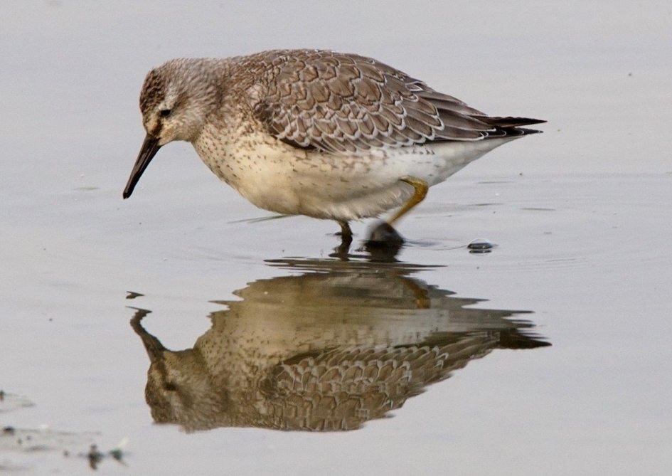 Kanoet in winterkleed - Vogels - kanoet