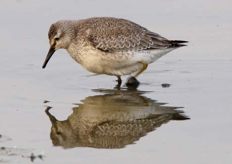 Kanoet in winterkleed