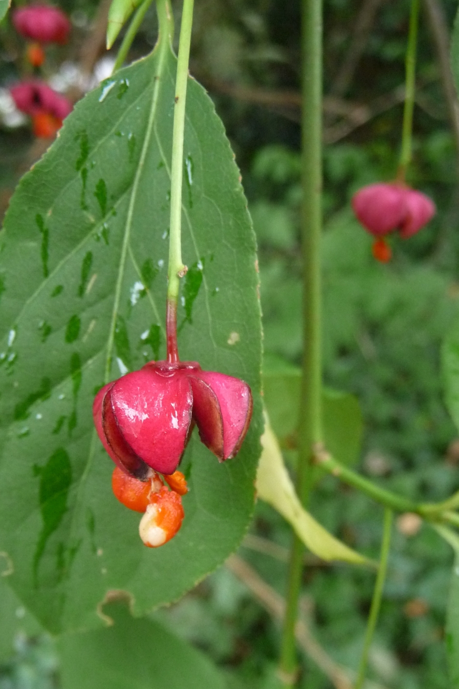 Kardinaalshoed - Planten - 