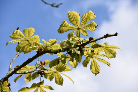 Kastanjeblad
