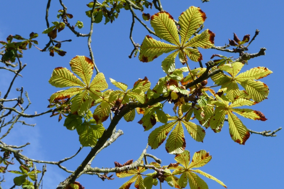 Kastanjebladeren - Planten - 