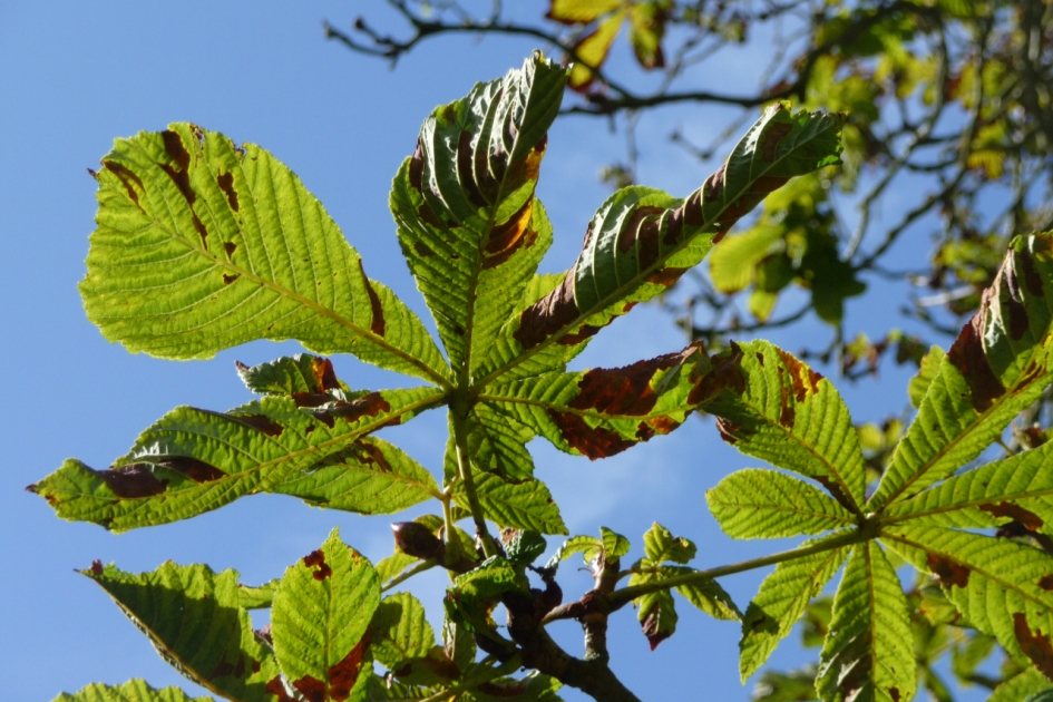 Kastanjeblad - Planten - 