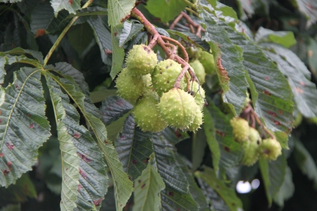 Kastanjes