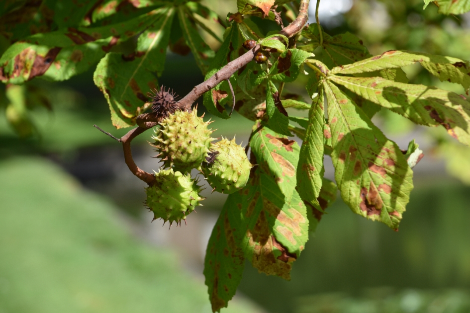Kastanjes - Planten - 