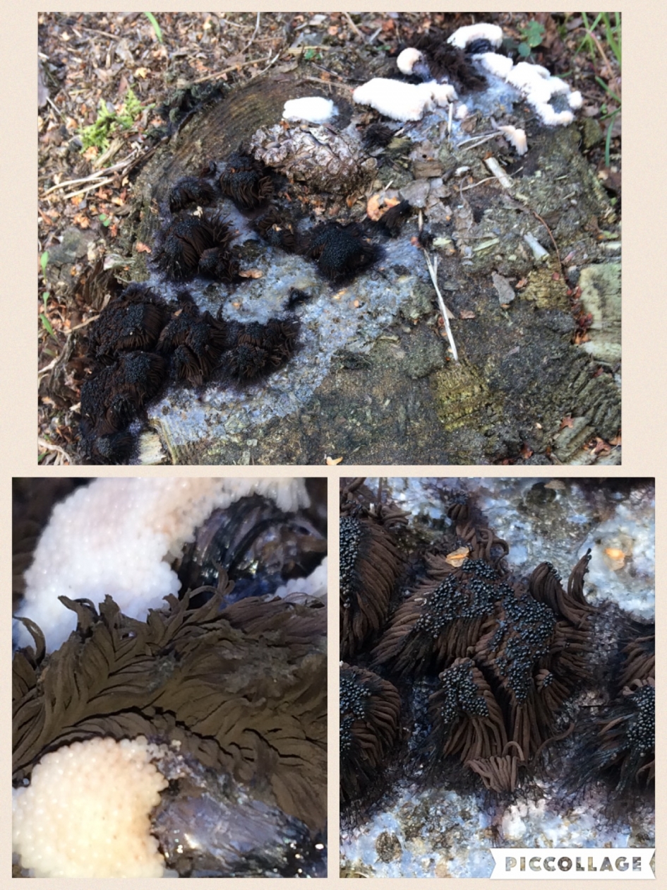 Kent iemand deze vorm van begroeiing ? - Schimmels - 