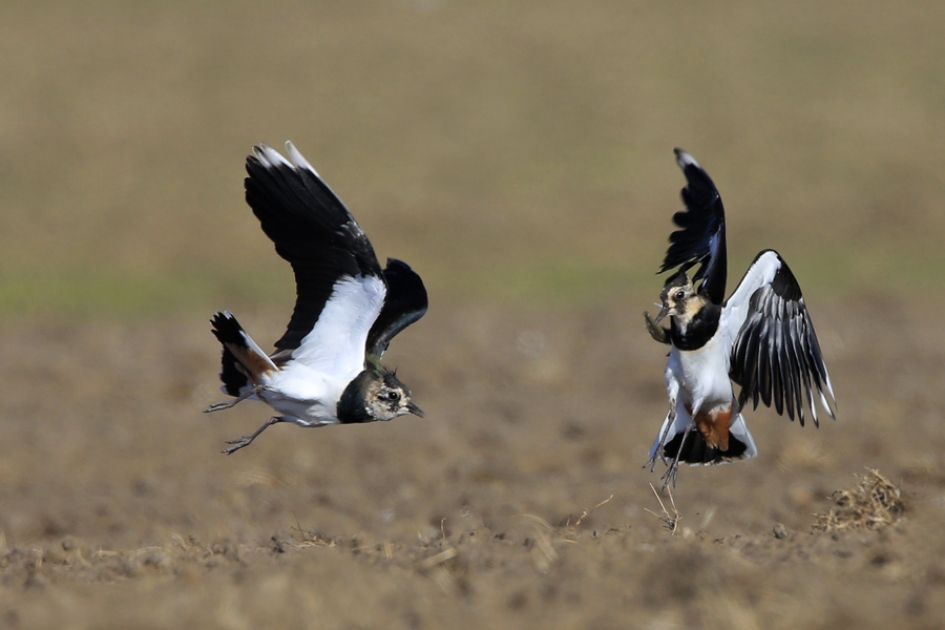 Kievit - Vogels - Kievit