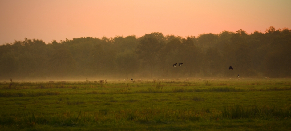 Kieviten  beginnen hun dag. - Weer en landschap - Kievit