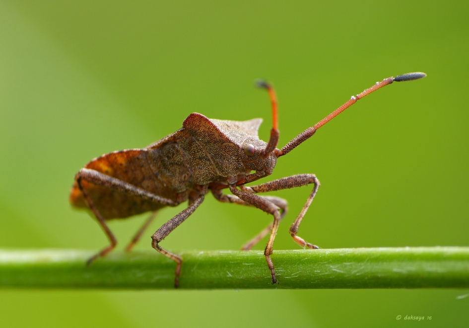 Kijk ik zo zuur? - Geleedpotigen - Zuringwants