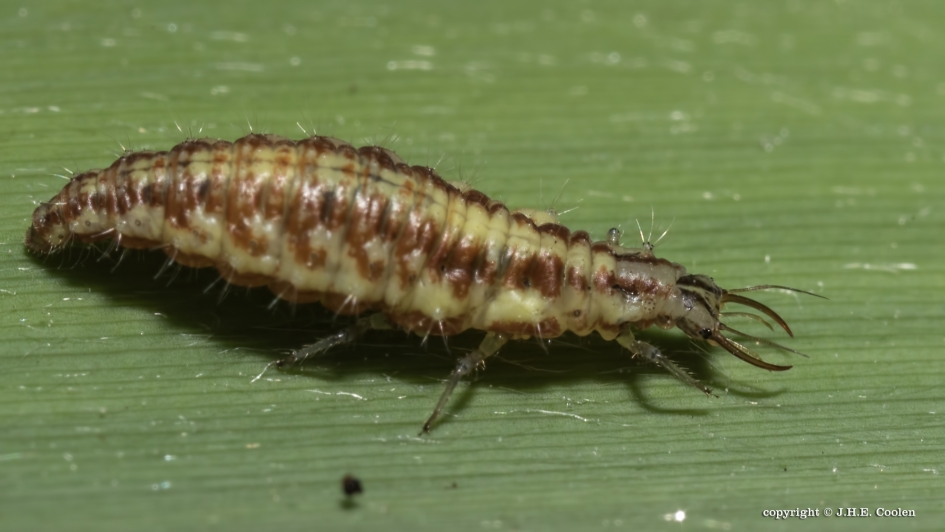 Klein - Geleedpotigen - Gewone gaasvlieg