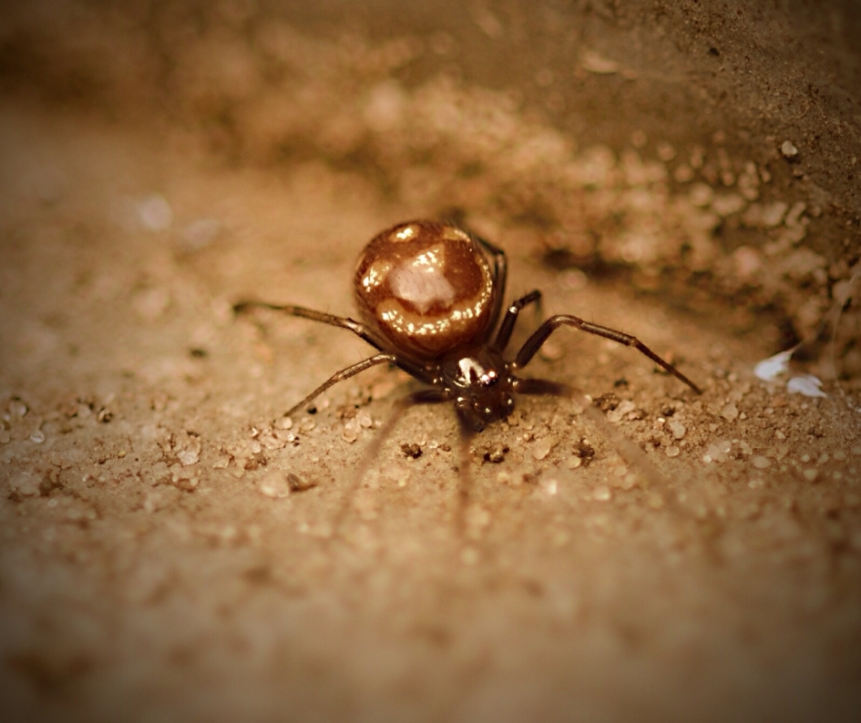 Klein Engerdje ? - Geleedpotigen - Koffieboonspin