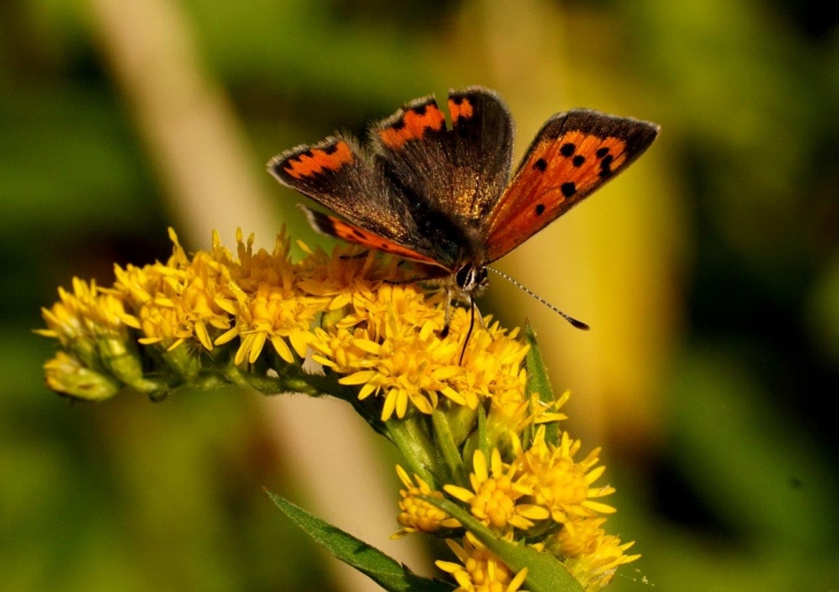 Kleine vuurvlinder 2 - Geleedpotigen - Kleine vuurvlinder