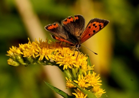 Kleine vuurvlinder 2