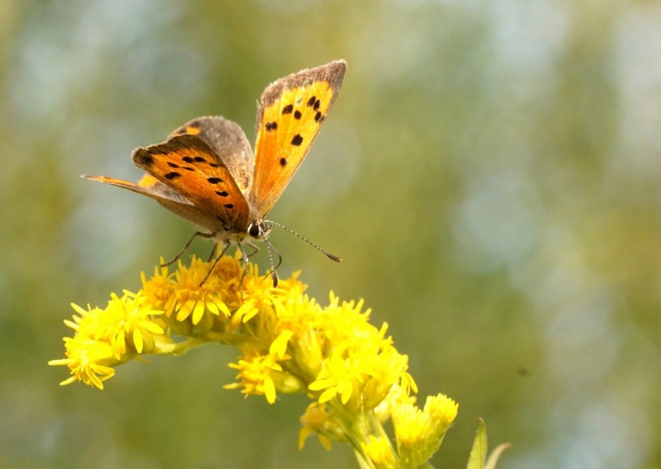 Kleine vuurvlinder - Geleedpotigen - Kleine vuurvlinder